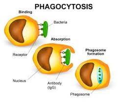 Que Es La Fagocitosis Misistemainmune Molecular Genetics Immune System Anatomy And Physiology