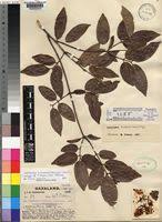 Image result for Landolphia buchananii