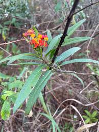 Image result for Asclepias curassavica