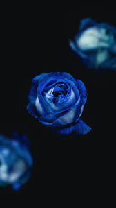 Browse millions of popular red wallpapers and ringtones on zedge and personalize your phone to suit you. Blue Roses Pictures Hd Download Free Images On Unsplash