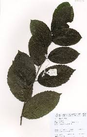 Image result for Homalium abdessammadii