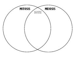 mitosis vs meiosis venn diagram by mallory welch tpt