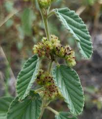 Image result for Waltheria indica
