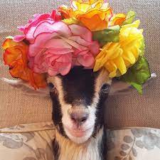 This Sanctuary Takes In Baby Goats And Gives Them Costumes To Make Them Feel Special Goats Cute Goats Animals Beautiful