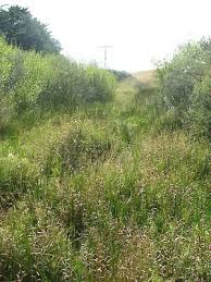 Image result for Persicaria strigosa