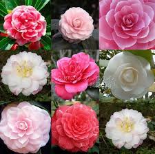 100 Double Camellia Impatiens Seeds Perennial Flower High Appreciation Tt040 Flower Seeds Flowers Perennials Double Impatiens