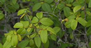 Image result for Salicaceae