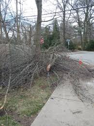 Why look somewhere else when you have the best tree trimming company in dallas, join hands with luby tree services. News Dedham Civic Pride