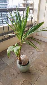 How to grow coconut palm trees as houseplants? A Palm Tree Growing Out Of A Coconut Hijau Kebun