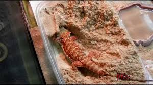 The most common bearded dragon decor for tank material is paper. Bearded Dragon Tank Decor Bearded Dragon Tank