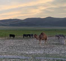 Name scipio has been rare throughout the last hundred plus years and ranked at 48385 position. Flying J Petting Zoo In Scipio Ut