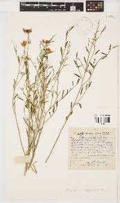 Image result for Crotalaria mildbraedii