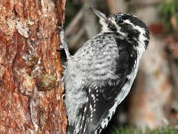 An apparently melanistic downy woodpecker (right), with a typical female (left). Michigan Woodpeckers Pictures And Information