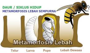 Nyamuk mengalami metamorfosis sempurna dalam empat tahapan yang sama. Metamorfosis Lebah Dan Jenis Jenis Lebah Beserta Gambarnya