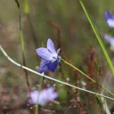 Native to western australia name status: Wahlenbergia Multicaulis Sightings Canberra Southern Tablelands Nsw