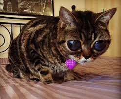 Matilda The Alien Cat Is Becoming An Instagram Star Cats Cat Pics Funny Animals