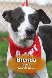 Find 3,193 traveler reviews, 825 candid photos, and prices for 12 pet friendly hotels in canton, ohio i was uprooted from my home and needed a pet friendly extended stay. what are some popular pet friendly hotels in canton with a 3 star rating? Adopt Iso 2 Brenda Adopted On Petfinder Adoption Dog Adoption Animals
