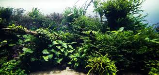 100% brand new and high quality. Aquascaping Tropical Fish Hobbyist Magazine