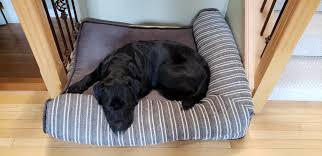 5.0 out of 5 stars amazing bed! Dog Beds At Costco Canada Dog In Bed