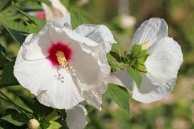 A genus of hardy and tender annuals, evergreen and deciduous shrubs or small trees. Hibiscus How To Plant Grow And Care For Rose Of Sharon Plants The Old Farmer S Almanac