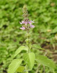 Image result for Ocimum angustifolium