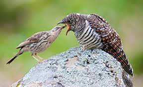 Bentuk burung prit gantil / mitos dan fakta burung. 10 Fakta Menarik Burung Kedasih Si Pembawa Kematian Dan Burung Licik Burungnya Com