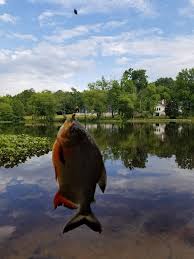 Piranha Caught In Becks Pond Delaware Surf Fishing Com