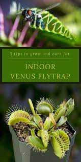 5 Tips To Grow Care For Indoor Venus Flytrap Venusflytrap Indoor Indoorplants Plantcare Venus Fly Trap Growing Food Indoors Venus Fly Trap Terrarium