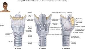 Slp Diagram Great Larynx Diagram Anatomy Speech Therapy Materials Speech Therapy