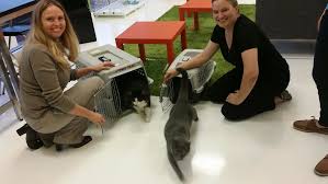 The cat cafe, san diego. Second Cat Cafe In United States Opens In Florida Dec 3rd 2014