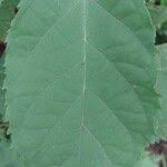 Image result for Markhamia tomentosa