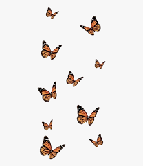 We did not find results for: Butterfly Wallpaper Aesthetic Hd Png Download Transparent Png Image Pngitem