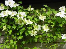 Check spelling or type a new query. My Vote For Clematis Of The Year Guernsey Cream Garden Drama