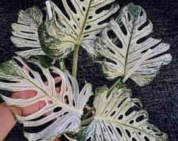 Image result for Swertia welwitschii