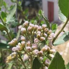 Image result for Pluchea dioscoridis