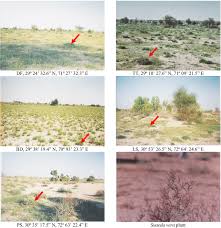 Image result for Suaeda sp. B