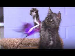 Insan Yuzlu Kedi Sosyal Medyayi Karistirdi Youtube