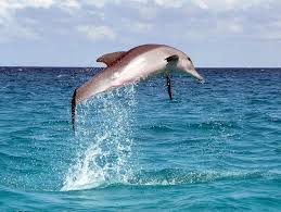 Bottle Nosed Dolphin Tursiops Truncatus Animals A Z