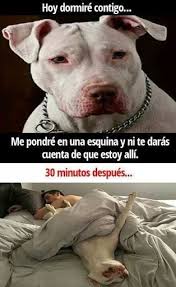 Graciosos Perros Graciosos Memes Perros Perros Y Gatos Graciosos