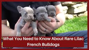 865 likes · 52 talking about this. Rare Lilac Coat Color In French Bulldog Puppies Youtube