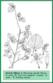 Image result for Grewia villosa