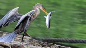 Lifespan, distribution and habitat map, lifestyle and social behavior, mating habits, diet and nutrition, population size and status. Skin Bones Animal Life Anhinga New Version Youtube