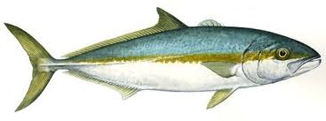 Black And White Striped Fish Florida Pin On Tattoo Ideas