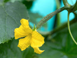 Image result for female flowers cucumber