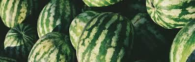 Sep 04, 2020 · unfortunately, melons aren't container plants that you can grow plentifully on an apartment balcony. Companion Planting For Melons Insteading