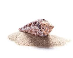 You want to wash and thoroughly dry them before beginning the project. Mad About Seashells Science Smithsonian Magazine