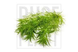 Najas Indica Planted Aquarium Live Plants Simple Lighting