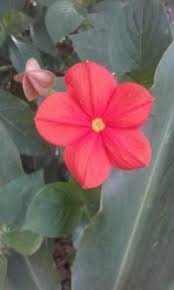Image result for Mussaenda elegans