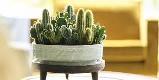 Some cacti may be able to live 10 years without water, not all of them. Cactus 13 Things To Know About Cactus Plants Cacti