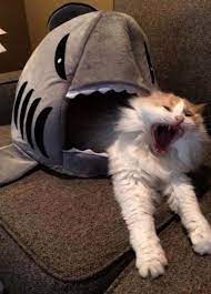 In order to save you some time, we've searched the entire internet to bring you the best funny pictures of the day. Ah Cute Cats And Dogs Doing Funny Things Repin Funny Cat Compilation Funny Animal Memes Funny Cat Memes
